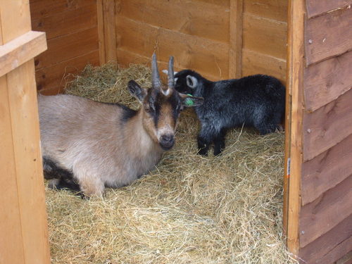 Product picture Raising Goats Easy Guide to Raising & Caring for Goats 